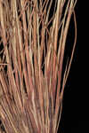 Ware's hairsedge